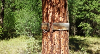 Trails signs on the tree at Swamp Creek