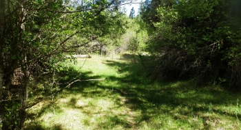 There are some lush meadows and hawthorn trees around Swamp Creek