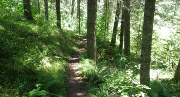 A few sections at the start are bush free. 