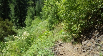 The trail surface is good with hardly any down trees but the brush and stickers are bad.