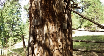 Trail signs on a tree and gate just up the hill to the east of Swamp Creek