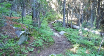 Lots of shade on this trail.