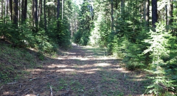 The more advanced racers will see a tough climb in the deep woods.