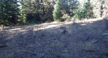 This small rock cairn marks the junction with the High Ridge Trail. 