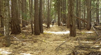 Fun flow in the old growth. Golden carpet provided by the Tamarack needles in late fall. 