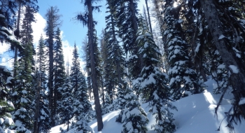 The trees are fairly spacious at the beginning of the hike. 