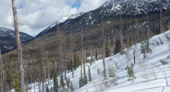 Entering the burn, looking toward Red Mountain (right)