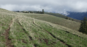 At times the cows and elk provide multiple singletrack options. At times the cows and elk provide multiple singletrack options.