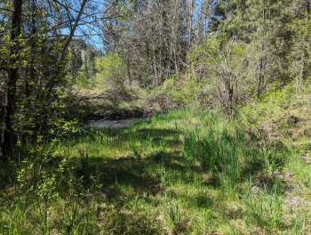 Crossing of Swamp Creek in May