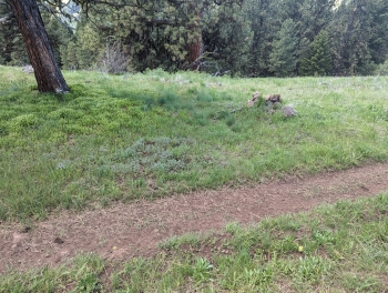 Trail beginning on the Davis Creek side of Starvation Ridge