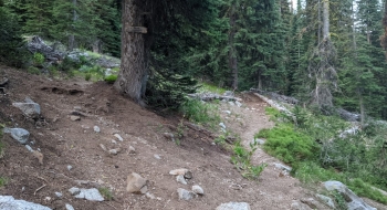 Trail junction with a sign on the tree for Bear Lake (left) or Looking Glass (right).