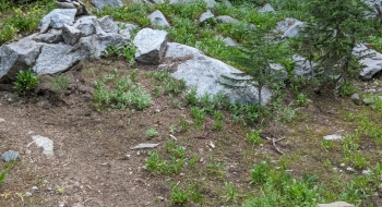 Trail junction for Culver Lake, a short hike to the right. 