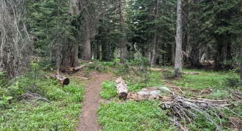 The trail to Lookingglass Lake starts mellow from the intersection.