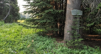 A very old wilderness entry sign on a tree in the meadow. 