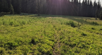 Moving through the lowest meadow, a feint trail is visible. 