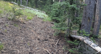 The trail is more visible once entering the trees. 