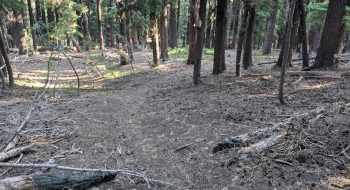 Really nice stretches of trail after entering the hemlock stretch