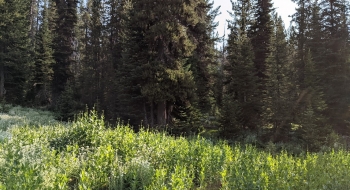 Difficult to see, but there is a blaze on a tree on the side of the meadow to enter the trail.