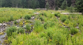 One of the streams crossed in Horseshoe Basin.