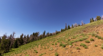 A small stand of dead white bark pines along the trail. 