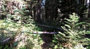 Plenty of trees across the trail.