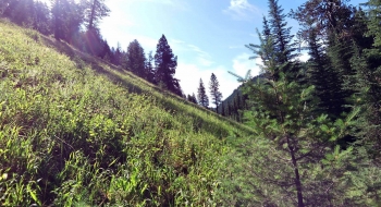 Tough trail finding initially on the steep hillside.