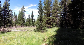 A tree growing right in the middle of the trail. 