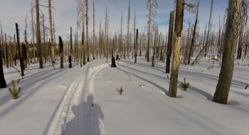 Navigating the burn.