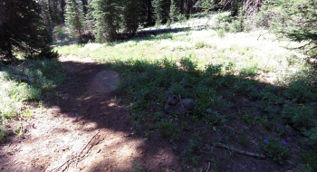 A small rock pile forming to mark the trail.