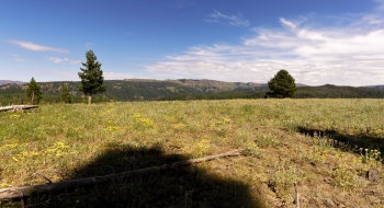 Wildflowers proliferating on the hillside and Meadow Mountain on the right. 