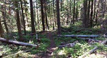 A brief section of maintained trail from the previous year. 