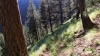 Enjoy some ponderosa pines at the first switchbacks