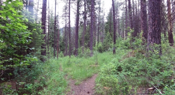 Where Rock Springs Trail comes into Little Minam Trail