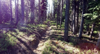 Trail gets deep and rooty in some sections