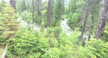 Looking back on the trail as it opens in a high meadow.