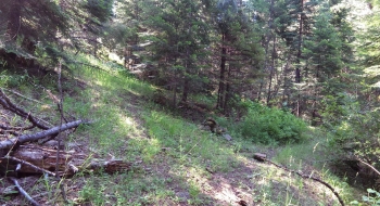 Start of the Murphy Creek Trail off of the Minam River Trail