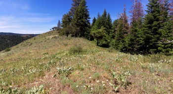 The trail comes out of the woods here on Mahogany Ridge. 