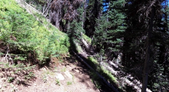 Open area in an avalanche path. 