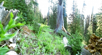 Trail becomes less used and more lush. 