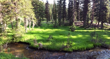 Trail comes across the meadow here and crosses the creek to resume. 