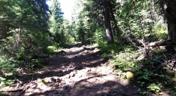 Wide and thrashed trail at the beginning, when you are on the Huckleberry Mountain Trail.