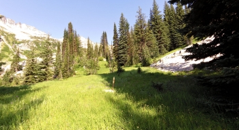 Meadow with a marker on the edge. 