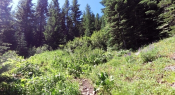 Junction where the Little Bear Trail starts to the left. 