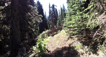 Trees across trail are common the rest of the way. 