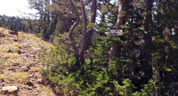 Trial intersection sign for China Cap Ridge. 