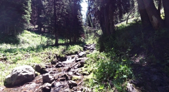 Little Bear Creek up higher.