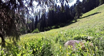 Another nettle meadow