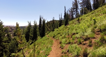 Trail starts side-hilling off the ridge.