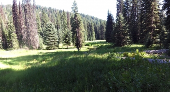 Catherine Creek entering the meadow.