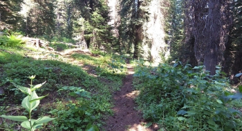 Trail junction with Crib Point Trail (left), just past Catherine Meadow. 